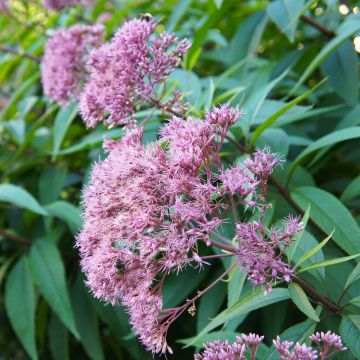 Eupatorium maculatum Purple Bush - Eupatoire