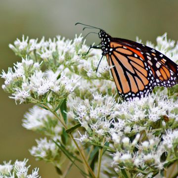 Eupatorium perfoliatum, Eupatoire