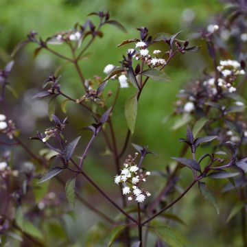 Eupatorium rugosum Chocolate