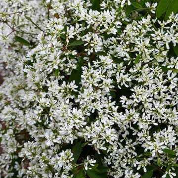 Euphorbia hypericifolia Diamond Snow - Spurge