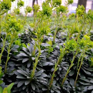 Euphorbia amygdaloïdes var. robbiae - Spurge