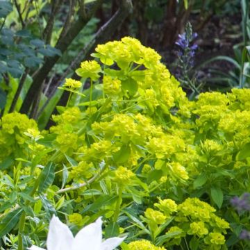 Euphorbia palustris Walenburg's Glory