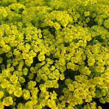 Euphorbia waldsteinii Betten - Spurge