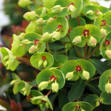 Euphorbia martinii - Spurge