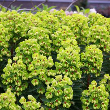 Euphorbia martinii Baby Charm - Spurge