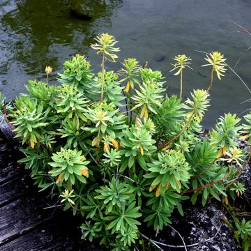 Euphorbia glauca - Spurge