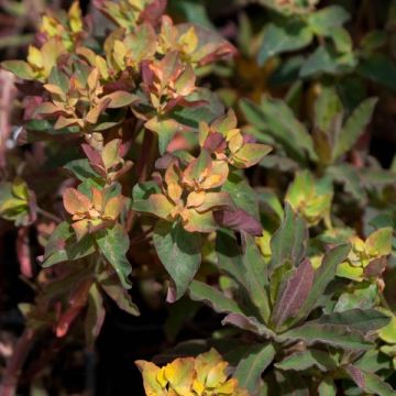 Euphorbe , Euphorbia Polychroma Purpurea