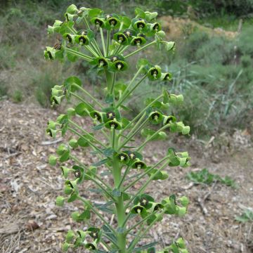 Euphorbia characias subsp. characias - Spurge