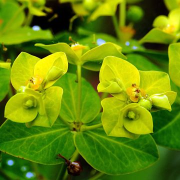 Euphorbe, Euphorbia Cornigera Goldenur Turm