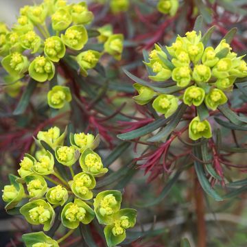 Euphorbia cyparissias Fens Ruby - Spurge