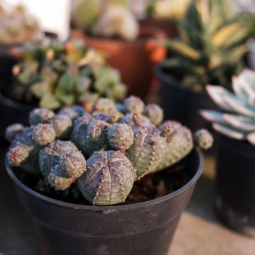 Euphorbia globosa - Euphorbia cactus