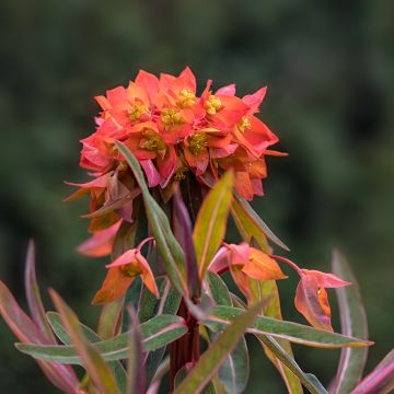 Euphorbia griffithii Fireglow - Spurge