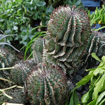Euphorbia horrida alba - African milk barrel