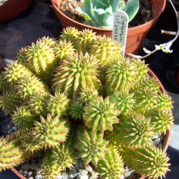 Euphorbia suzannae - Euphorbia cactus