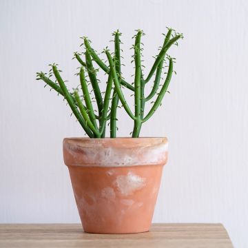 Euphorbia tirucalli - Pencil cactus