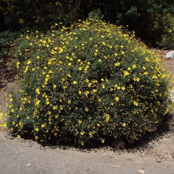 Euryops pectinatus