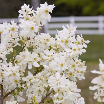 Exochorda  macrantha Lotus Moon