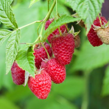 Rubus idaeus Primeberry 'Autumn Chef'