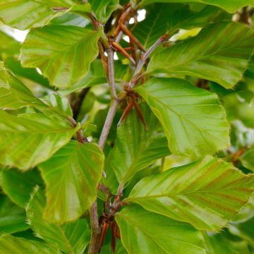 Fagus sylvatica Callista - Beech