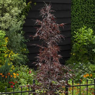 Fagus sylvatica Midnight Feather - Beech