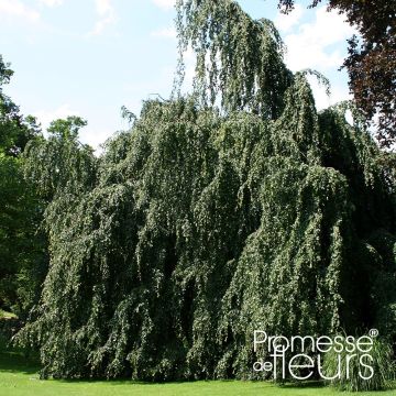 Fagus sylvatica Pendula 