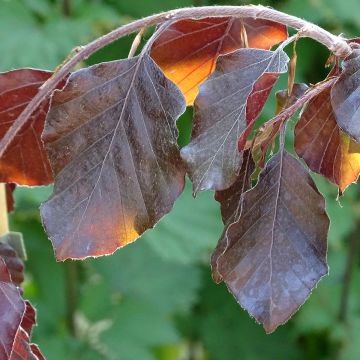 Fagus sylvatica Purple Fountain - Beech