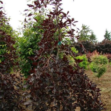 Fagus sylvatica Purpurea Pendula