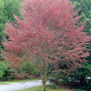 Hêtre pourpre - Fagus sylvatica Riversii