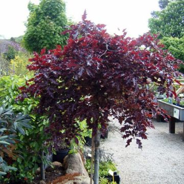 Fagus sylvatica Rohan Weeping - Beech