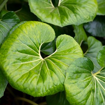 Farfugium japonicum - Plante panthère