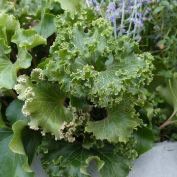 Farfugium japonicum Wavy Gravy