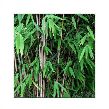 Fargesia nitida Obelisk - Non-running Bamboo
