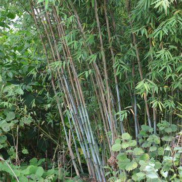 Fargesia papyrifera Blue Dragon - Non-running bamboo