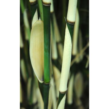 Fargesia robusta Pingwu - Non-running bamboo