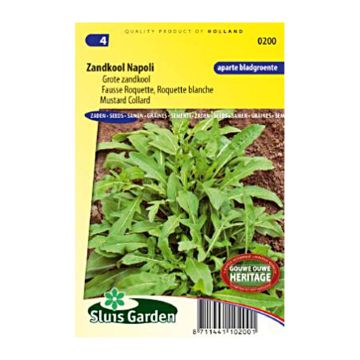 Diplotaxis tenuifolia Rocket Napoli - Wild rocket