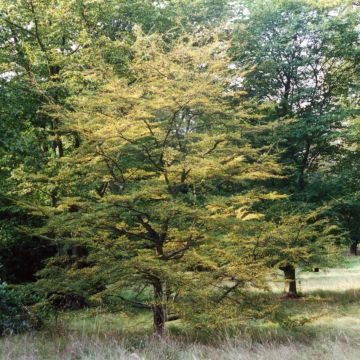 Nothofagus antarctica