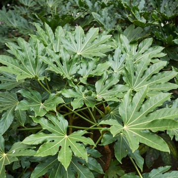 Faux-aralia - Fatsia japonica