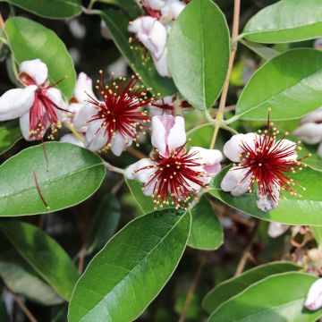 Feijoa sellowiana Mammoth - Brazilian Guava