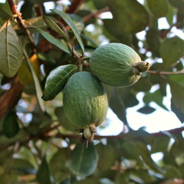 Feijoa sellowiana Triumph - Brazilian Guava