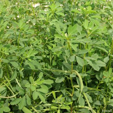 Fenugreek in plant - Trigonella foenum-graecum