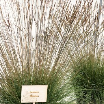 Festuca glauca Sunrise