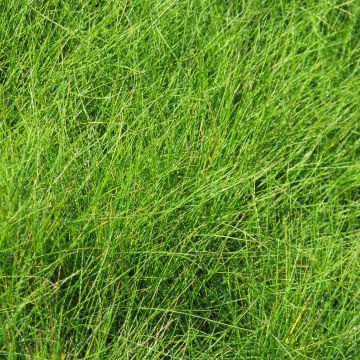 Festuca filiformis