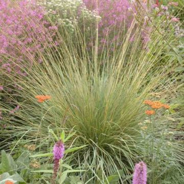 Festuca mairei