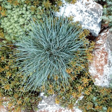 Festuca glauca Easy Blue