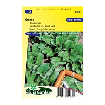 Turnip greens - Brassica rapa