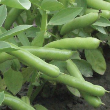 Broad bean Monica's Bean