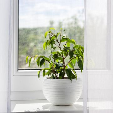 Ficus benjamina Exotica - Weeping fig