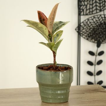 Ficus elastica Shivereana - Rubber plant