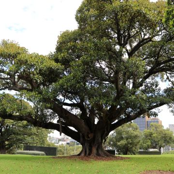 Ficus rubiginosa Australis - Port Jackson fig