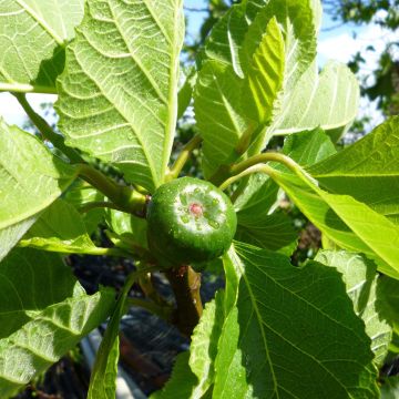 Ficus carica Jordan